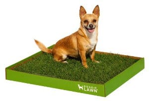 Doggielawn Disposable Dog Potty Box