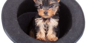 Teacup Yorkie: The Pocket-Sized Yorkshire Terrier