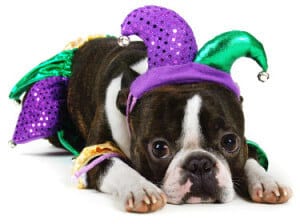 Boston Terrier Puppy in Jester's Outfit