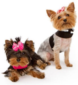 Two Yorkshire Terriers dressed in designer clothes