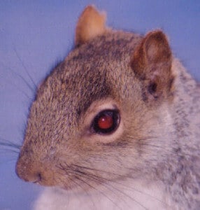 Squirrel with red eyes