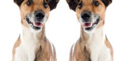 Rover Do-Over? 3 Surprising Facts About Dog Cloning