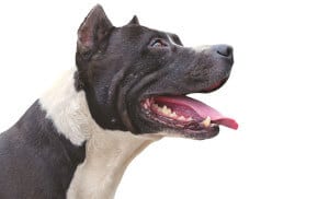 Profile of a blue nose Pit Bull dog