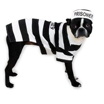 Casual Canine Prison Pooch Dog Costume