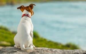 Jack Russell Terrier looking off in the distance