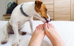 Jack Russell Terrier licking someone's toes