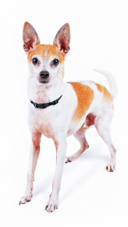 A Fox Terrier/Chihuahua mix (aka Taco Terrier)