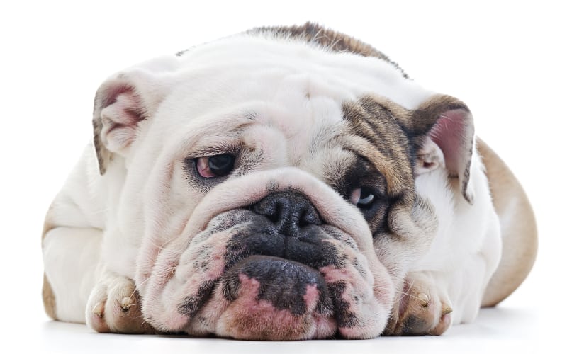 Sad Bulldog on white background