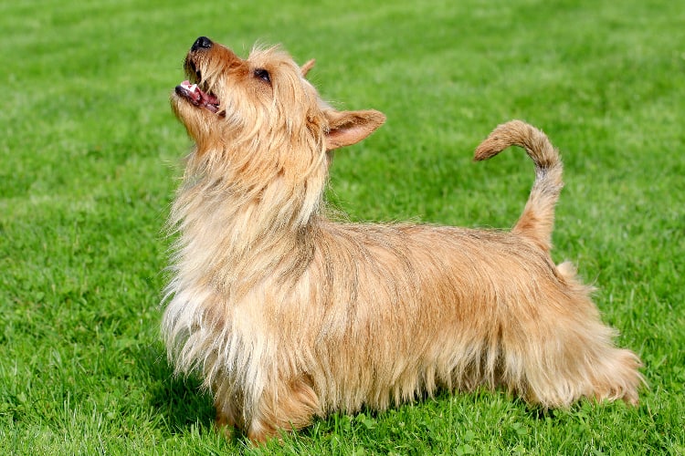 Closeup of an Australian Terrier dog