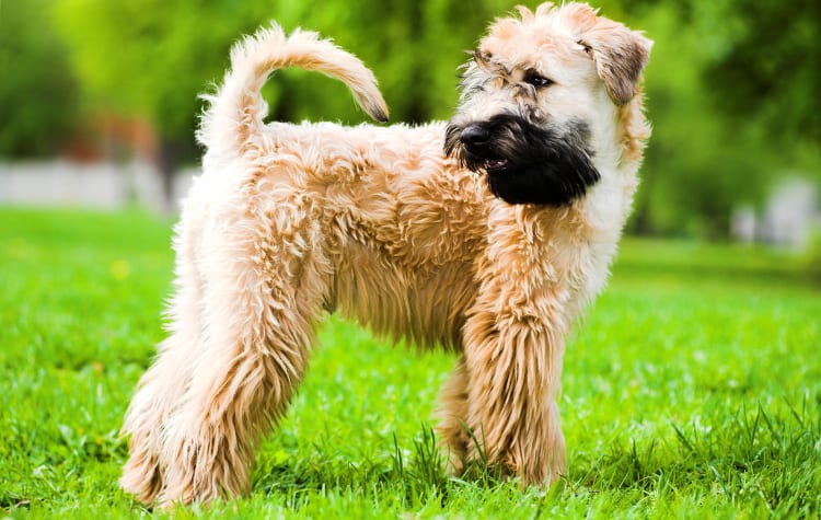 Photo of a Soft Coated Wheaten Terrier