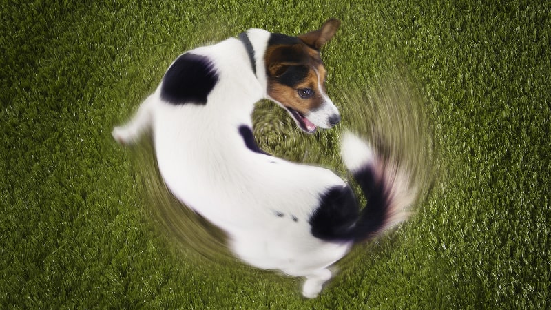 Overhead view of a Jack Russell Terrier chasing its tail