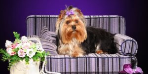 Yorkshire Terrier: From Ratcatcher to Doggy Diva