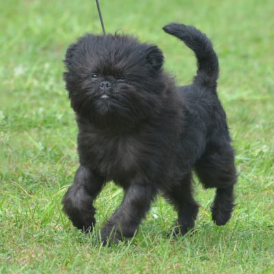 Black Affenpinscher dog on a leash