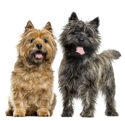 Red/wheaten Cairn Terrier sitting next to brindle Cairn Terrier