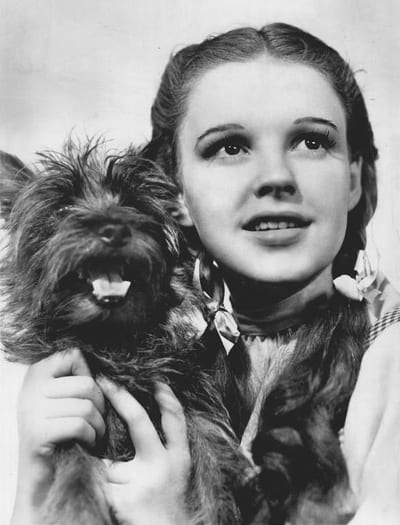 Toto and Dorothy in a promotional photo for the film The Wizard of Oz