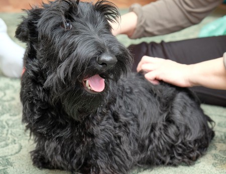 Sweet Scottish Terrier with its ears back