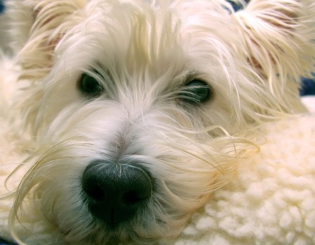 Closeup of a West Highland White Terrier dog