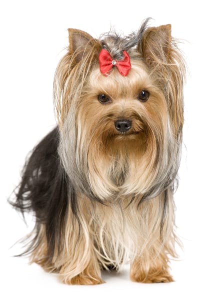 Photo of a long-haired Yorkshire Terrier with a bow on her head