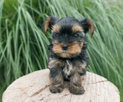 Yorkshire Terrier puppy sitting on a tree stump